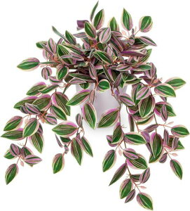 VillaComotFCNO[CeAO[lHϗtA㔫AԃGAvcVzjJXjVNNX}XItBXX(sN)