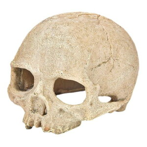 SUPVOX水族館用樹脂頭骨装飾品爬虫類シェルター魚の隠れ家リアルなデ