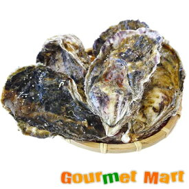 弁天かき A3(Lサイズ)10個セット 北海道産 牡蠣 カキ 殻付き 生食 母の日 ギフト 送料無料