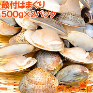はまぐり ハマグリ 1kg 500g×2 無添加ボイルハマグリ 鮮度が活きたはまぐりは旨い 潮汁 はまぐり ハマグ…