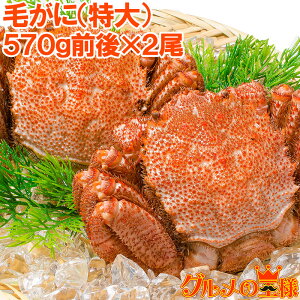 送料無料 毛蟹 毛がに 毛ガニ メガサイズ!浜茹で毛がに姿×2尾 平均570g前後 ボイル 冷凍 ボリュームたっぷり身もミソもぎっしり かに カニ 蟹 築地市場 豊洲市場 レシピ おせち 単品おせち