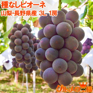 yzsI[l1[ R 쌧Y ȂsI[l 650g-700gO 3LTCY ōGN ysI[l  Ԃǂ uhE  t[c Mtg 蕨z