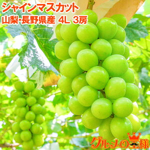 yzVC}XJbg R 쌧Y ȂVC}XJbg 11.8kg-2.1kgO 600g-700g×3[ 4LTCY ōGN yVC}XJbg  Ԃǂ uhE  t[