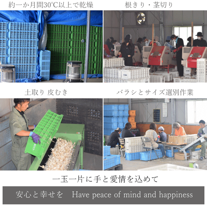 楽天市場】 にんにく (産直) 約10kg にんにく 加工用 全訳あり 楽天市場】 にんにく (産直) 約10kg にんにく 加工用 全訳あり