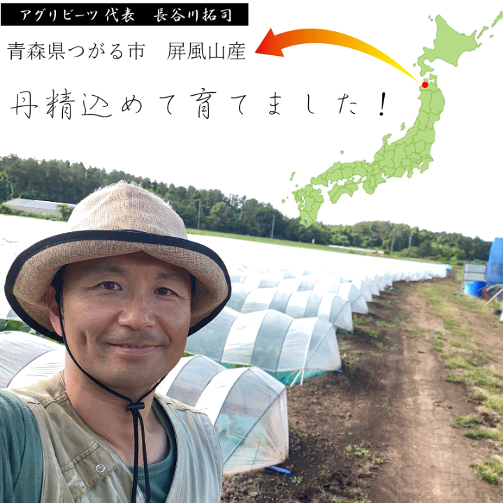 楽天市場】すいか 送料無料 紅まくら ( 中玉 6～7kg×1 ) 果肉の