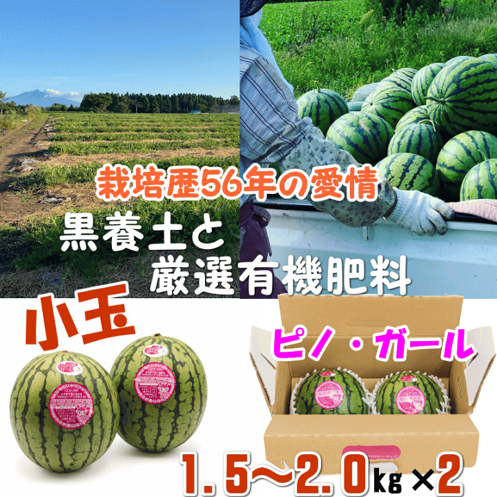 楽天市場】新物予約 ピノガール 2玉 すいか 送料無料 ( 小玉 1.5～2.0