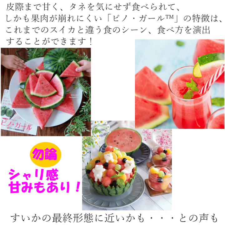 楽天市場】新物予約 ピノガール 2玉 すいか 送料無料 ( 小玉 1.5～2.0