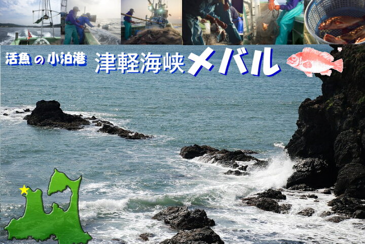 楽天市場 めばる メバル フィレ 津軽海峡メバル 送料無料 冷凍 刺身用 メバル刺身 メバル煮つけ 青森県中泊町産 1パック 4フィレ入り約0g 中泊メバル膳 業務用刺身 メバル業務用 家飲み おつまみ 宅飲み オンライン飲み会 グルメ通り