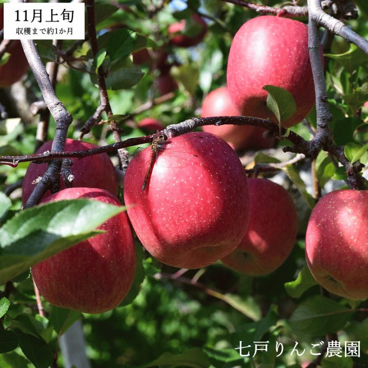 青森県産 \"最大7種ミックス\" りんご 家庭用 10kg 農家直送 リンゴ 林檎 りんご 10kg サンふじ 青森産 ご家庭用 送料無料 食品 : 食
