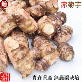 栽培期間中農薬不使用 赤 菊芋 1kg 只今のサイズ 小(3cm～6cm) 送料無料 青森県産 訳あり 不揃い 洗浄済み 生菊芋 掘りたて きくいも キクイモ イヌリン 菊芋 イヌリン