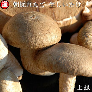 生椎茸 旨味が凝縮 香りのいい人気の国産生しいたけの通販おすすめランキング ベストオイシー