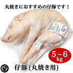 仔豚 丸焼き用 （コチニージョ 5～6kg） 子豚の丸焼きにどうぞ 生 ミルクフェッド 子豚 スペイン産【冷凍】 別途解凍サービス承ります
