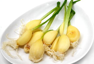  jjN10sⓀt yXvEg K[bN t܂邲ƐHׂIⓀɂɂz