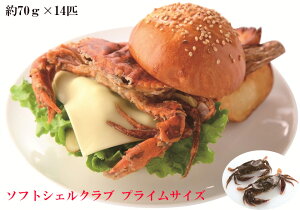 m\tgVFNu vCTCY1kg(70g×14C)nVstňS yⓀizۂƐHׂII XpC_[[ Îg \tgVFNuo[K[  炸