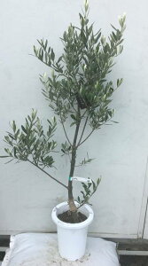 オリーブ シンボルツリー 盆栽 植木の人気商品 通販 価格比較 価格 Com