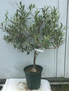 オリーブ 苗木 盆栽 植木の人気商品 通販 価格比較 価格 Com オリーブ 苗木 盆栽 植木の人気商品 通販 価格比較 価格 Com