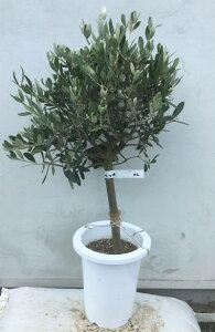 オリーブ 苗木 盆栽 植木の人気商品 通販 価格比較 価格 Com オリーブ 苗木 盆栽 植木の人気商品 通販 価格比較 価格 Com