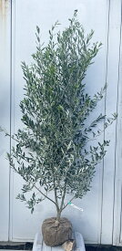 現品発送 オリーブの木 シプレシーノ 樹高1.7m（根鉢含まず）173 送料無料（北海道、東北、離島は別途送料が必要）鉢植え 苗木 シンボルツリー 庭木 植木 常緑樹 祝い 記念樹 チプレシーノ チプレッシーノ シプレチーノ シプレッチーノ