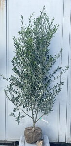 i I[u̖ VvV[m 1.7mi܂܂j173 ikCAkA͕ʓrKvjA c V{c[  A Ύ j LO `vV[m 