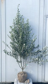 現品発送 オリーブの木 シプレシーノ 樹高1.7m（根鉢含まず）174 送料無料（北海道、東北、離島は別途送料が必要）鉢植え 苗木 シンボルツリー 庭木 植木 常緑樹 祝い 記念樹 チプレシーノ チプレッシーノ シプレチーノ シプレッチーノ