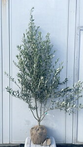 i I[u̖ VvV[m 1.7mi܂܂j174 ikCAkA͕ʓrKvjA c V{c[  A Ύ j LO `vV[m 