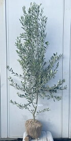 現品発送 オリーブの木 シプレシーノ 樹高1.7m（根鉢含まず）175 送料無料（北海道、東北、離島は別途送料が必要）鉢植え 苗木 シンボルツリー 庭木 植木 常緑樹 祝い 記念樹 チプレシーノ チプレッシーノ シプレチーノ シプレッチーノ