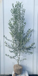 i I[u̖ VvV[m 1.7mi܂܂j175 ikCAkA͕ʓrKvjA c V{c[  A Ύ j LO `vV[m 