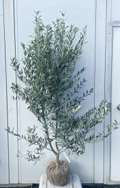 現品発送 オリーブの木 シプレシーノ 樹高1.6m（根鉢含まず）176 送料無料（北海道、東北、離島は別途送料が必要）鉢植え 苗木 シンボルツリー 庭木 植木 常緑樹 祝い 記念樹 チプレシーノ チプレッシーノ シプレチーノ シプレッチーノ