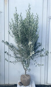 i I[u̖ VvV[m 1.6mi܂܂j177 ikCAkA͕ʓrKvjA c V{c[  A Ύ j LO `vV[m 