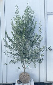 現品発送 オリーブの木 シプレシーノ 樹高1.7m（根鉢含まず）178 送料無料（北海道、東北、離島は別途送料が必要）鉢植え 苗木 シンボルツリー 庭木 植木 常緑樹 祝い 記念樹 チプレシーノ チプレッシーノ シプレチーノ シプレッチーノ