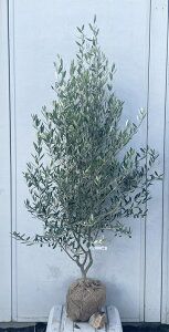 i I[u̖ VvV[m 1.6mi܂܂j179 ikCAkA͕ʓrKvjA c V{c[  A Ύ j LO `vV[m 