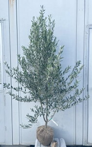 i I[u̖ VvV[m 1.7mi܂܂j180 ikCAkA͕ʓrKvjA c V{c[  A Ύ j LO `vV[m 