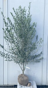 i I[u̖ VvV[m 1.7mi܂܂j181 ikCAkA͕ʓrKvjA c V{c[  A Ύ j LO `vV[m 