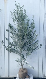 i I[u̖ VvV[m 1.8mi܂܂j182 ikCAkA͕ʓrKvjA c V{c[  A Ύ j LO `vV[m 