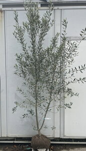 オリーブ 植木 樹高」の人気商品一覧・価格比較 - 価格.com