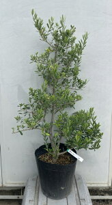 オリーブ 植木 樹高」の人気商品一覧・価格比較 - 価格.com
