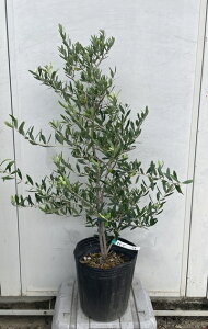 オリーブ 植木 樹高」の人気商品一覧・価格比較 - 価格.com