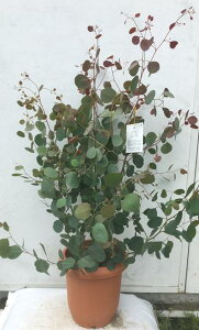 ユーカリ 常緑樹の人気商品 通販 価格比較 価格 Com