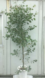 常緑樹 鉢植えの人気商品 通販 価格比較 価格 Com