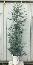 楽天市場 ユーカリ グニー 植木 ガーデニング 農業 花 ガーデン Diyの通販