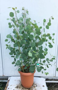 ポポラス 鉢植えの人気商品 通販 価格比較 価格 Com