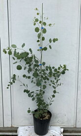 楽天市場 ユーカリ 切り花の通販