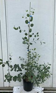 ポポラス 鉢植えの人気商品 通販 価格比較 価格 Com