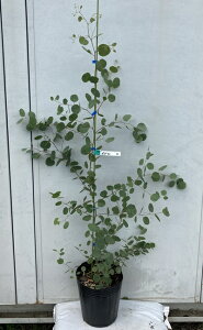 ポポラス 鉢植えの人気商品 通販 価格比較 価格 Com
