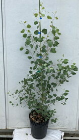 楽天市場 ユーカリ 切り花の通販