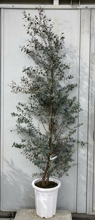 楽天市場 現品発送 送料無料 ユーカリ グニー 樹高2 0m 鉢含まず 50 シルバーリーフ グニーユーカリ 鉢 鉢植え 苗木 植木 庭木 常緑樹 インテリア 新築祝い ギフト シンボルツリー 北海道 東北 離島は別途送料が必要 ガーデンプラス 楽天市場 現品発送 送料無料 ユーカリ グニー 樹高2 0m 鉢含まず 50 シルバーリーフ グニーユーカリ 鉢 鉢植え 苗木 植木 庭木 常緑樹 インテリア 新築祝い ギフト シンボルツリー 北海道 東北 離島は別途送料が必要 ガーデンプラス