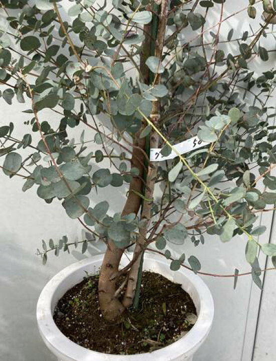 市場 現品発送 樹高0 7m 送料無料 離島は別途送料が必要 根鉢含まず 東北 スーパーブルー 苗木 北海道 プンゲンストウヒ 06 市場 現品発送 樹高0 7m 送料無料 離島は別途送料が必要 根鉢含まず 東北 スーパーブルー 苗木 北海道 プンゲンストウヒ 06