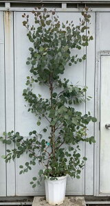 ユーカリ 常緑樹 植木 盆栽の人気商品 通販 価格比較 価格 Com ユーカリ 常緑樹 植木 盆栽の人気商品 通販 価格比較 価格 Com