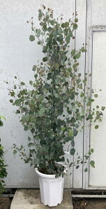 ユーカリ 常緑樹の人気商品 通販 価格比較 価格 Com ユーカリ 常緑樹の人気商品 通販 価格比較 価格 Com