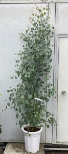 ユーカリ 苗木の人気商品 通販 価格比較 価格 Com ユーカリ 苗木の人気商品 通販 価格比較 価格 Com